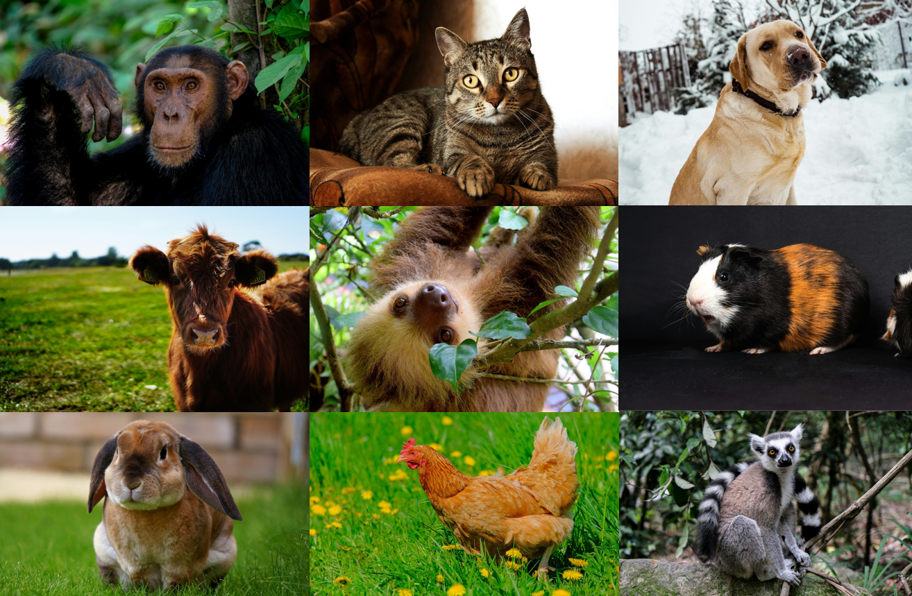 Animal Picture